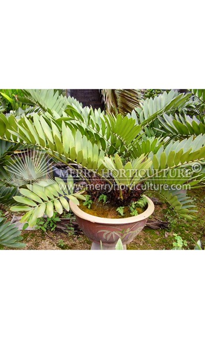 Zamia furfuracea_2